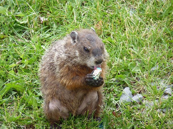 Ratte-oder-was-auch-immer