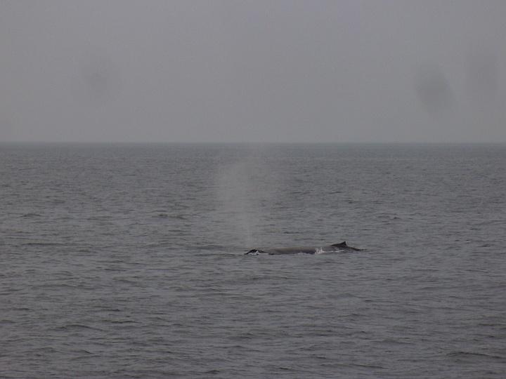 Whale-2