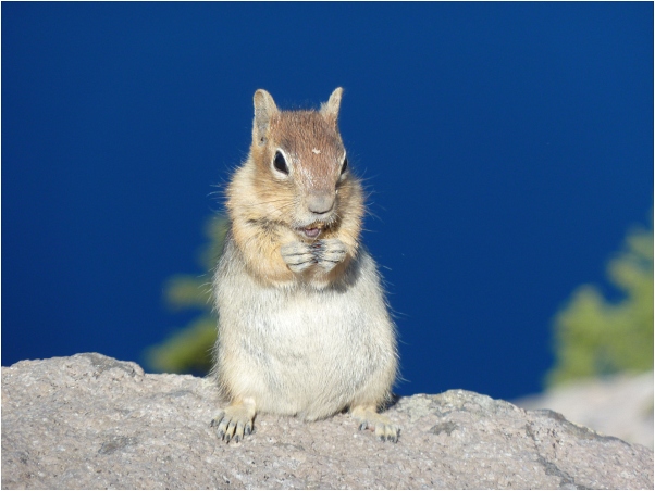 Chipmunk1