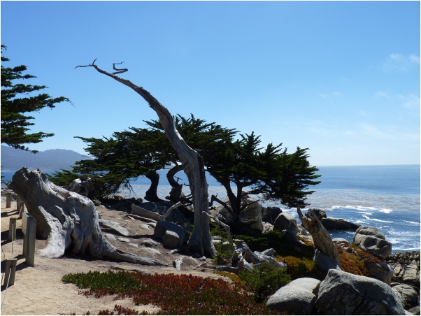 17Mile_Drive4