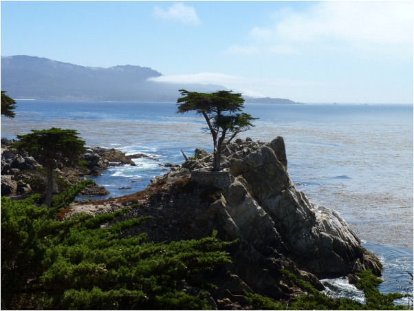 Lone_Cypress1