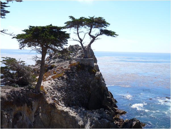 Lone_Cypress2