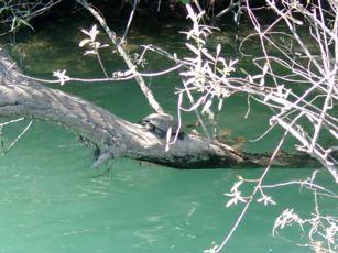 Manavgat Schildkröte