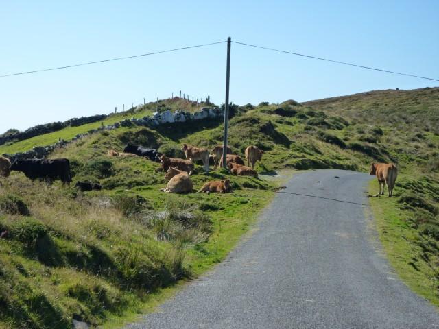 Kuhstau Ring of Beara