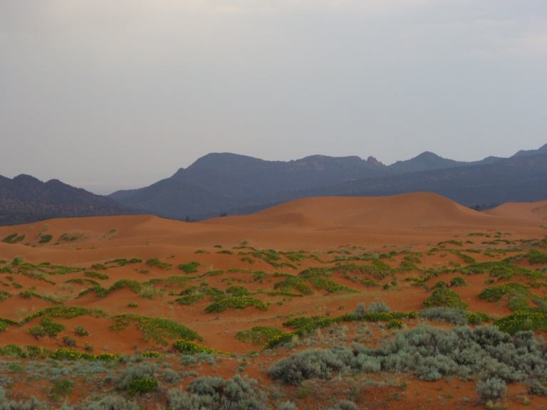 Coral Pink San Dunes