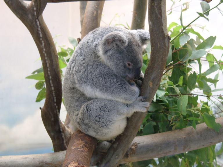 San Diego Zoo Koala