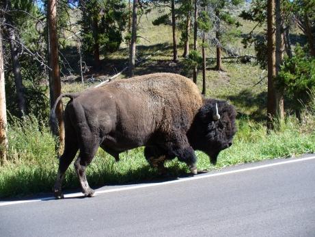 Bison auf der Strasse im Yellowstone NP