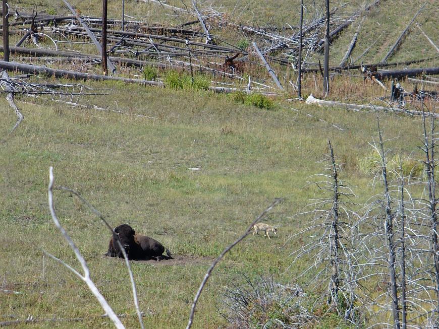 Bison und Coyote