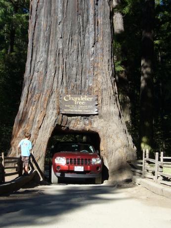 Chandelier Tree