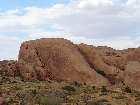 Lions Back in Moab