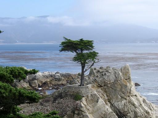 Lone Cypress Tree