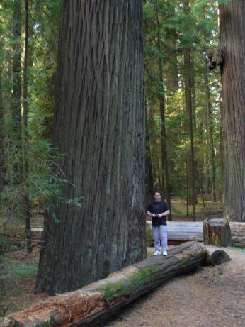 Redwood im Avenue of the Giants