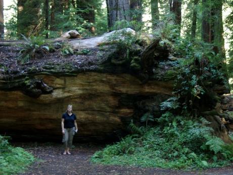 Redwood im Avenue of the Giants