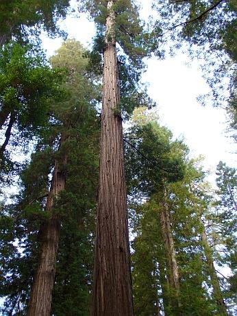 Redwood im Avenue of the Giants