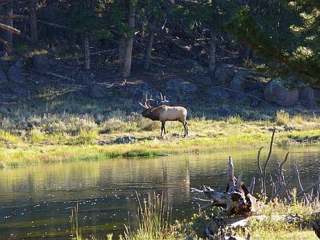 Yellowstone NP Tiere