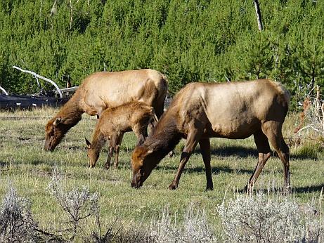 Yellowstone NP Tiere