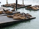 Seelöwen am Pier in San Francisco