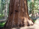 Giant Redwood im Mariposa Grove