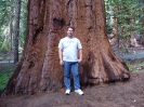 Giant Redwood im Mariposa Grove