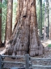 Giant Redwood im Mariposa Grove
