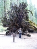 Wurzel eines Redwoods