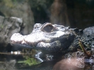 San Diego Zoo_7