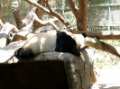 San Diego Zoo_6