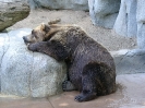 San Diego Zoo_4