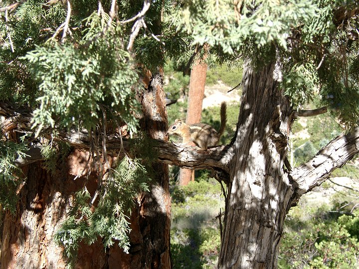 Bryce Canyon NP -_12