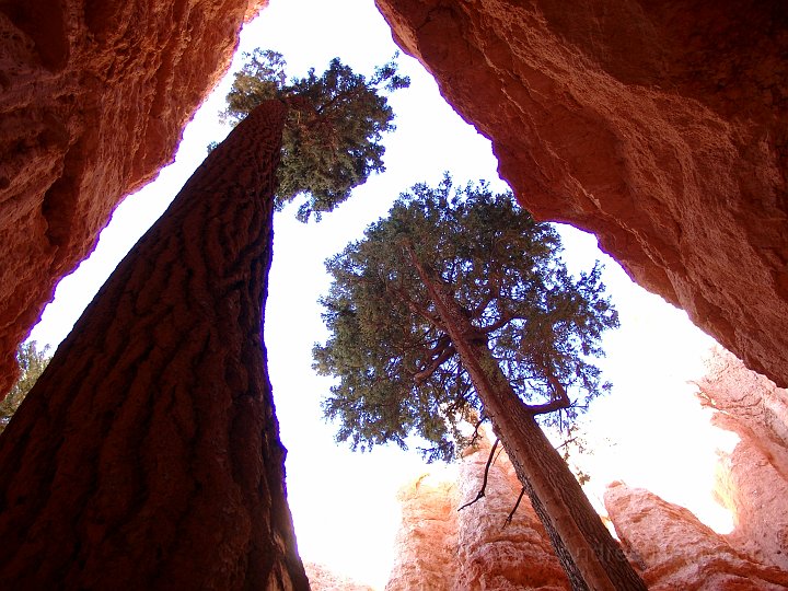 Bryce Canyon NP -_10
