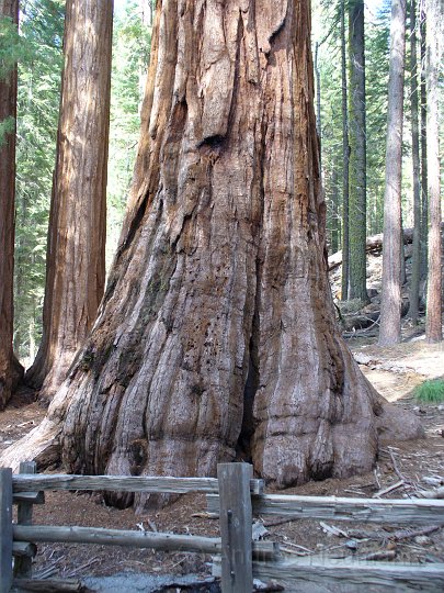 Giant Redwood im Mariposa Grove
