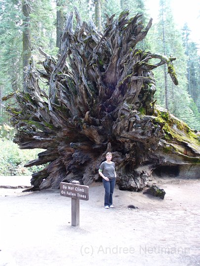 Wurzel eines Redwoods