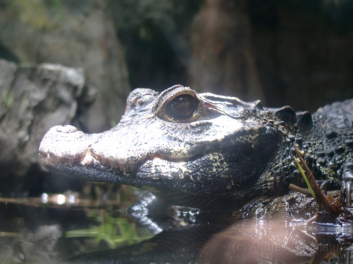 San Diego Zoo_7