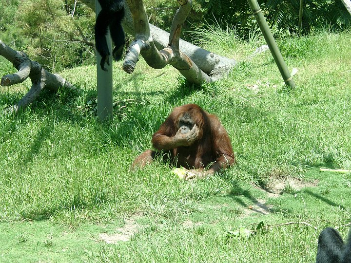 San Diego Zoo_8