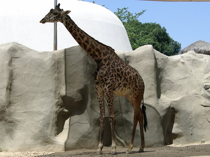 San Diego Zoo_13