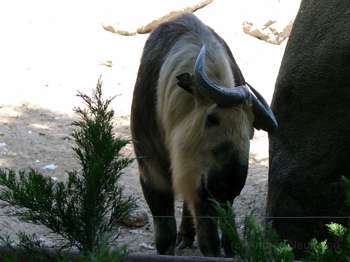 San Diego Zoo_11