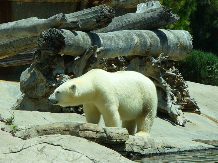 San Diego Zoo_24